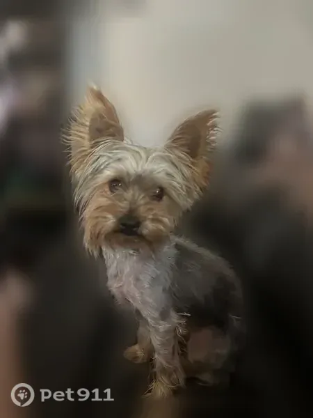 Lost dog, Phoenix — female with a long black tail - photo