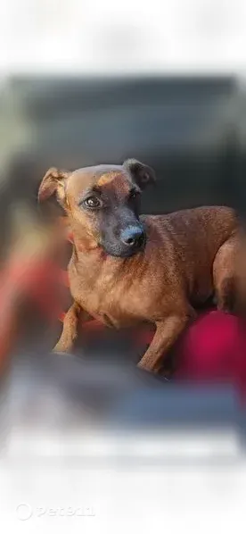 Lost dog, Fairfield, California, San Jose — small brown female dog - photo