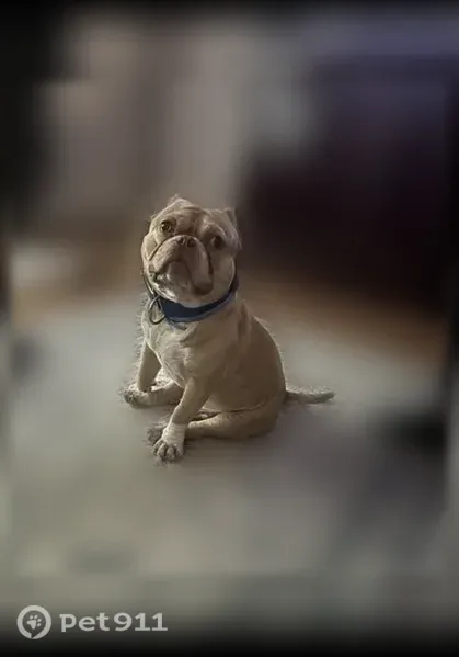 Lost dog, Collindale Cove, 12713, Austin — 50 pounds, no collar - photo