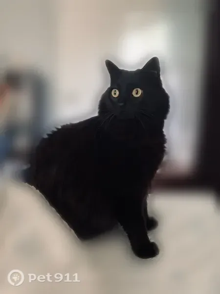 Lost cat, male, West Yale Avenue, 7101, Denver — black fur and bushy tail - photo