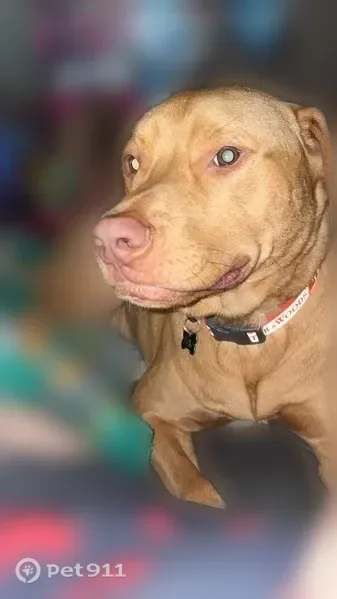 Lost dog, Littlelot Road, 5998, Dogwood Flat, Lyles — small male with a white chest patch - photo
