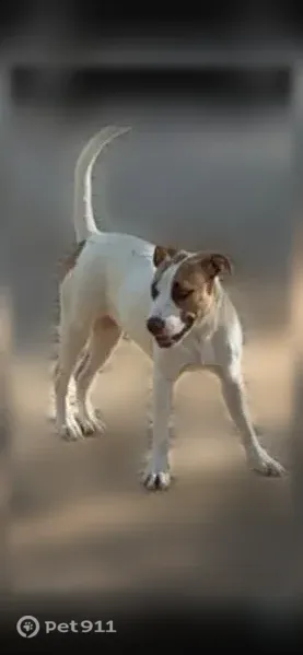 Lost dog, Michelle Drive, Alabama, Prattville — female - photo