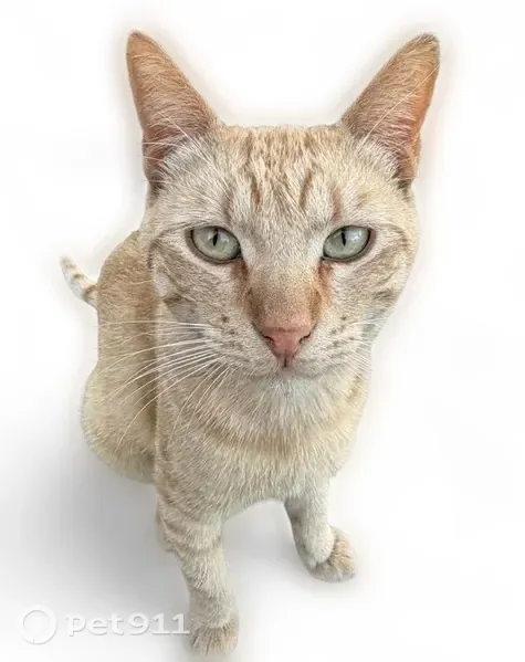 Lost cat, West 1st Street, 271, Perris, Baltimore — gentle male with tiger pattern - photo