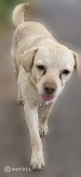 Lost male dog, Midway Plaza, 29, Tallmadge — blue collar and tear stains - photo