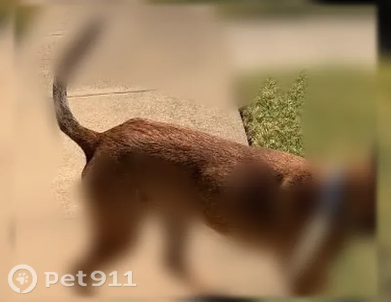Lost dog, Rainbow Drive, 809, Richardson, Dallas — female Belgian Malinois, 2 years old - photo