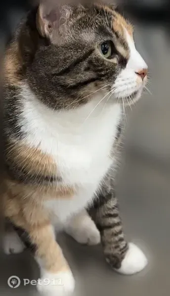 Lost cat, Gross Point Road, 8901, Skokie — female with green eyes - photo
