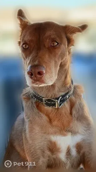Lost dog, Angels Camp, California, Rocklin — female with pointy ears - photo