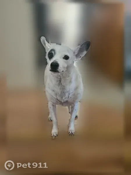 Lost female dog, Beachwood Drive, 2742, Merced — white with a black patch over her eyes - photo