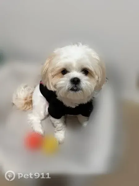Lost dog, male, Ludlow Lane, 15953, Fontana — white Shih Tzu with light brown spots - photo
