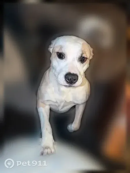 Lost dog, 283rd Street Court East, 7400, Graham, Redmond — female, likes to play ball - photo