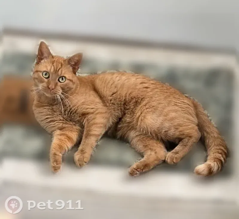 Lost cat, Palmer Lane, 9140, Ponder — orange male with small black dots on his nose - photo