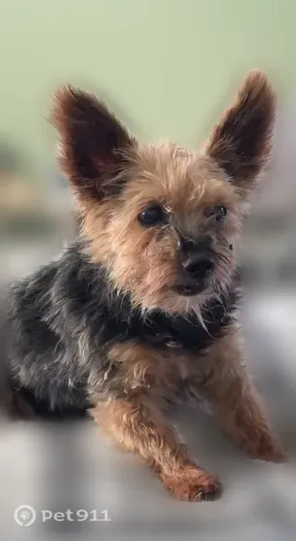 Lost male dog, Lester Drive, 7935, Fayetteville — black and tan Yorkie - photo