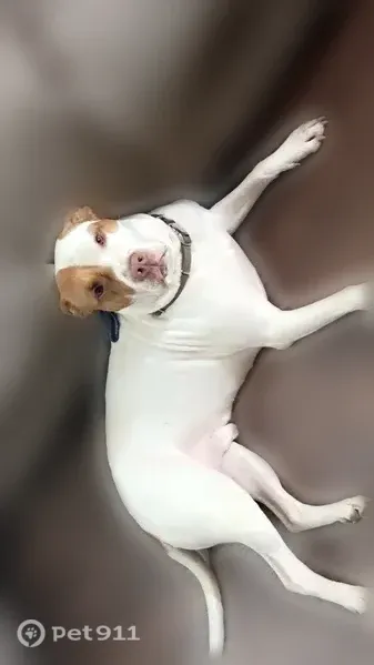 Lost dog, Baldcypress Drive, 13437, Dallas — friendly male pittie - photo