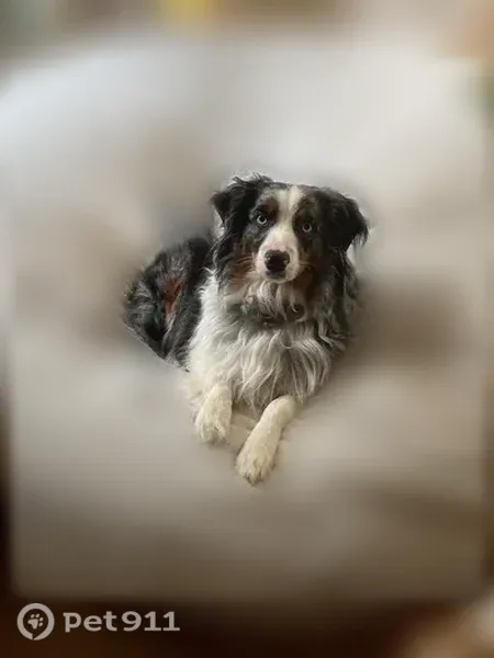 Lost dog, male, Fresh Meadows, Queens, NY, USA, Yonkers — shy American Shepherd - photo