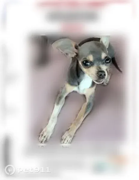 Lost female dog, Sterlingshire Street, Houston — grey, tan and white - photo