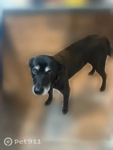 Lost male dog, Remington Road, 1811, Rockford, Chicago — black Lab mix - photo