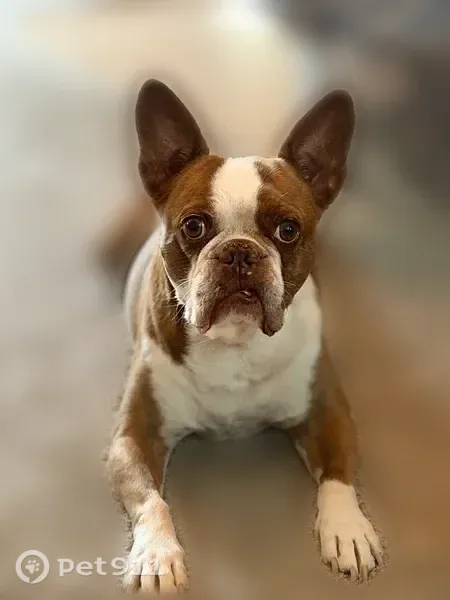 Lost dog, male, East English Street, 3425, Wichita — red-and-white Boston-Frenchie mix - photo