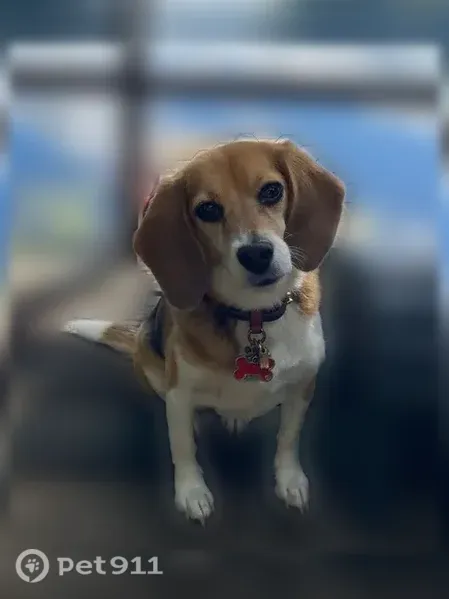 Lost dog, Shenandoah Drive, 570, Mississauga, Youngstown — friendly female beagle with red ID tag - photo