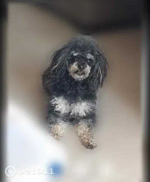 Lost dog, West Sandtown Road Southwest, Marietta — male toy poodle needing medication - photo