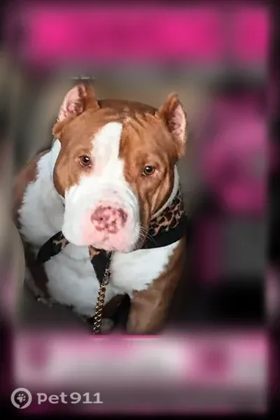 Lost female dog, Cairntosh Street, 16991, Jersey Village — spotted nose - photo