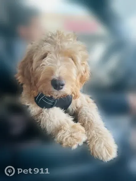 Lost male dog, South Hoytsville Road, 1455, Coalville — tan Labradoodle - photo