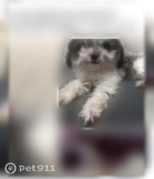 Lost Dog, East 90th Street, Chicago — male with black ears and white legs - photo