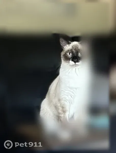 Lost female cat, Nicollet Avenue, 423, North Mankato — petite, white and gray - photo