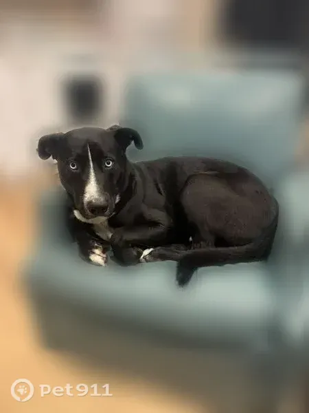 Lost male dog, Logan Avenue, 4730, San Diego — white nose and neck, red collar - photo