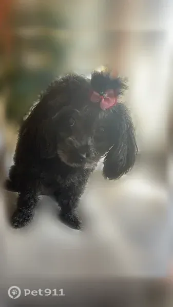 Lost female dog, Jumper Fields Drive, 1917, Krugerville, Arlington — elderly black miniature poodle with cataracts in one eye - photo