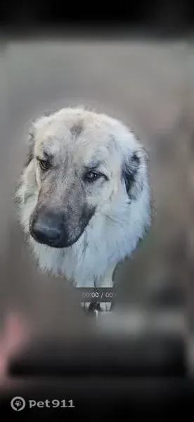 Lost dog, Udall, Kansas — male Anatolian/Pyrenees mix - photo