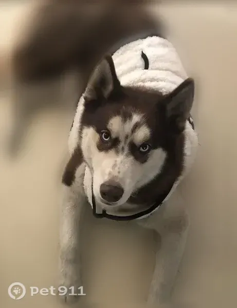 Lost Dog, Vernor Highway, 8118, Detroit — male husky with blue eyes - photo