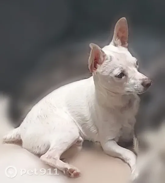 Lost dog, North Isabel Boulevard, 2200, Tucson — male Chihuahua with a kinked tail - photo