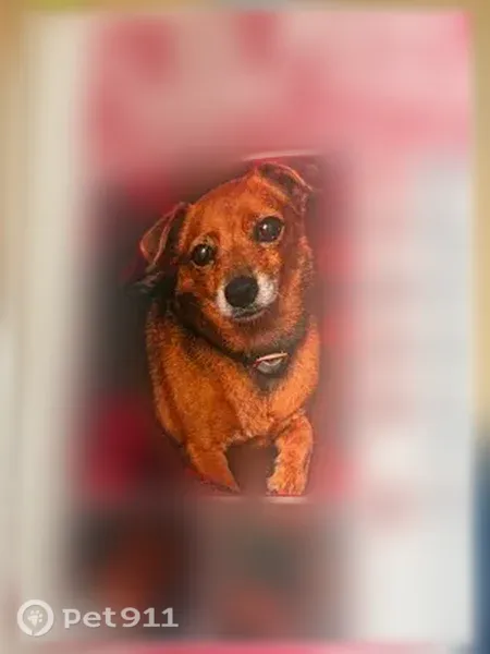 Lost female dog, Rayen Street, 14625, Los Angeles, Azusa — heart-shaped mark near her tail - photo