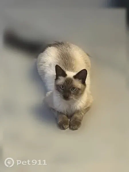 Lost cat, Apple Valley, California, Apple Valley - photo