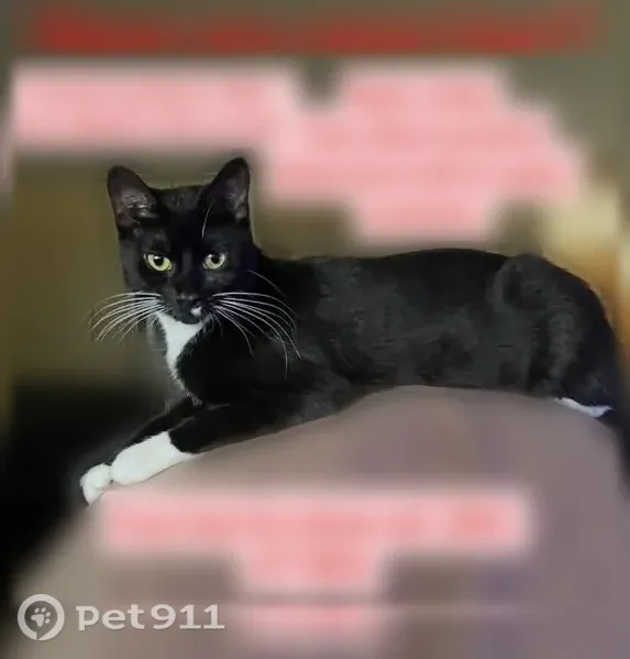 Lost female cat, Cargo Way, Keystone Heights, Beaufort — last seen Tuesday evening and Wednesday morning - photo