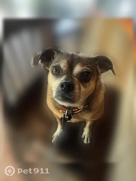Lost female dog, Bradley, Illinois, Detroit — tan Chug - photo