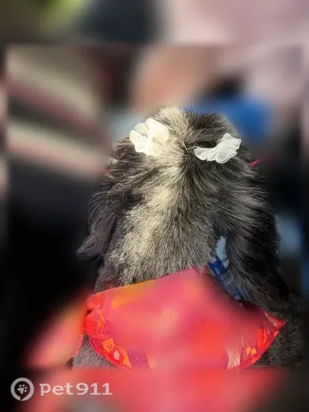 Lost Dog, South Ozone Park, Queens, NY, USA, Manhattan — female with a fresh haircut - photo