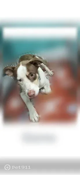 Lost dog, Blue Springs Road, Tennessee, Knoxville — white with brown markings - photo