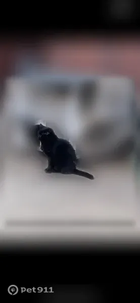 Lost male cat, Carnegie Street, 5419, Pittsburgh, Arlington — distinctive left-eye mark - photo