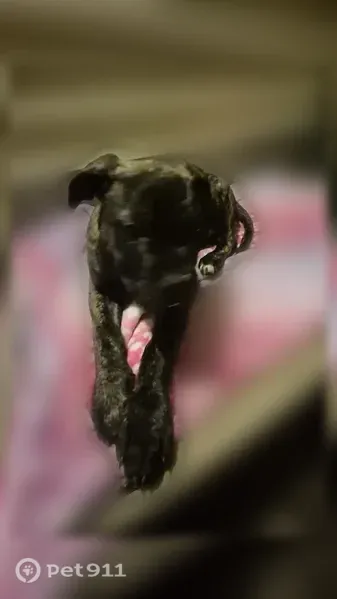 Lost dog, Edison Avenue, Buffalo, Manhattan — 3-month-old male with a black-and-white collar - photo