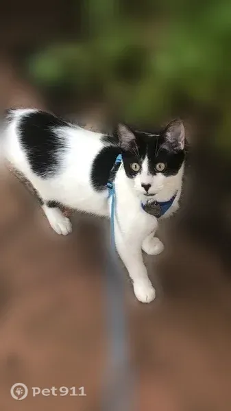 Lost male cat, Overbrook Road, 225, Rochester — white with black spots - photo