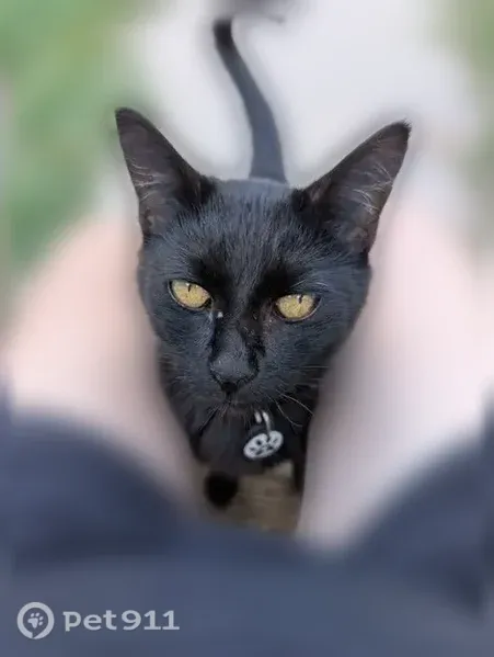 Lost female cat, Roanoke Avenue, 5304, Newport News — black with a moon-and-stars collar - photo
