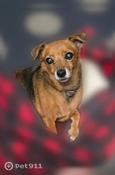 Lost dog, female, Rayen Street, 14625, Los Angeles, Azusa — brown with black markings - photo