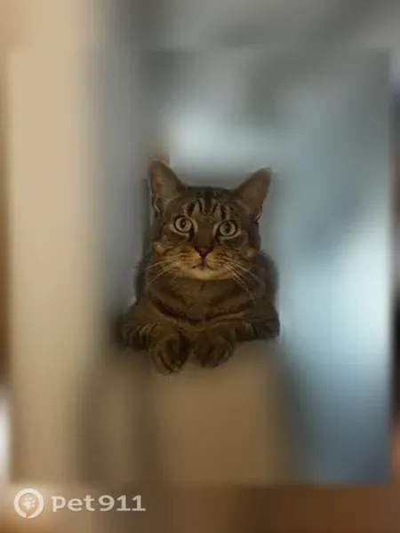 Lost male cat, Ice Pond Road, 23, Attleboro — black and brown tabby with big paws - photo