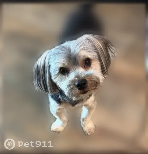 Lost dog, male, Florida Avenue, California, Menifee — 5 lb and microchipped - photo