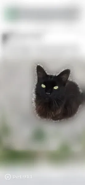 Lost cat, Tennessee Street Southeast, 902, Huntsville — fluffy female with green eyes - photo