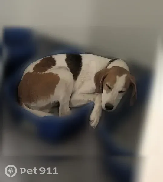 Lost male dog, West Green Springs Road, 253, Gordonsville, Gordonsville — medium-sized, white and tan with black - photo