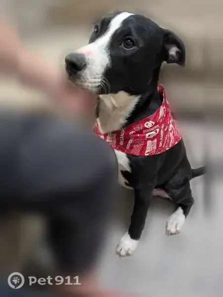 Lost male dog, Genevieve Drive, 6932, Fort Worth — black and white Retriever/Terrier mix - photo