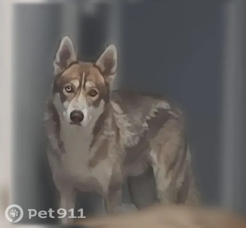 Lost Dog, North Austin Boulevard, 1245, Chicago — male, one blue and one brown eye - photo