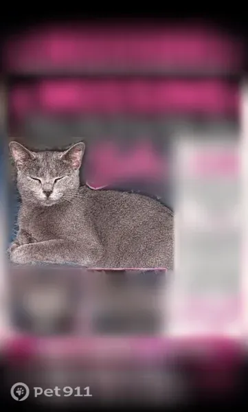 Lost cat, Byler Road, 962, Carbon Hill — loving gray-silver female - photo
